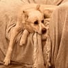 FOBO (4 patas jumillas)