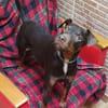 LETICIA (4 patas jumillas)