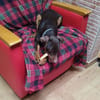LETICIA (4 patas jumillas)