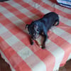 LETICIA (4 patas jumillas)