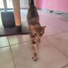 NALA