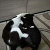 Verspielter Kater Mustache