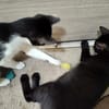 Verspielter Kater Mustache