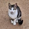 Anhänglicher u. liebevoller Kater Mickey