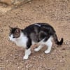Anhänglicher u. liebevoller Kater Mickey