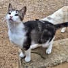 Anhänglicher u. liebevoller Kater Mickey