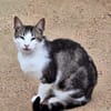 Anhänglicher u. liebevoller Kater Mickey