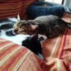 Junges Katerduo Elis und Piruleta