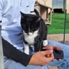 Wunderschöne Katze Ratona