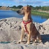 Toller♥Taro♥ wartet in 24885 Sieverstedt