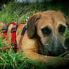 Toller♥Taro♥ wartet in 24885 Sieverstedt