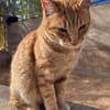 Liebevoller Kater Garfield