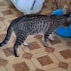 Verspielter Kater Ausias