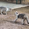 Süße Katzenschwestern Alaska und Nevada