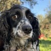 Becky sucht ein für immer Zuhause