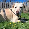KRISSY