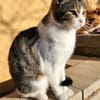 Süße, fröhliche Katze Ashley