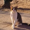 Süße, fröhliche Katze Ashley