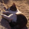 Süße, fröhliche Katze Ashley