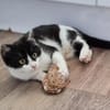 Milka - sucht ihr liebevolles Zuhause!