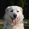 MARTY