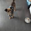 Sanfte Neila🌺 sucht liebe Hundekenner