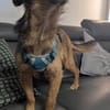 Sanfte Neila🌺 sucht liebe Hundekenner