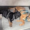 Sanfte Neila🌺 sucht liebe Hundekenner