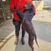 Gypsy - lernwillig und aktive Lady