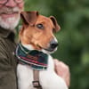 Foxi, lebensfroher Foxterriermix, ca.2J