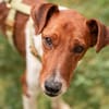 Foxi, lebensfroher Foxterriermix, ca.2J