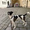 Mezzo -Traumhund auf Körbchensuche!