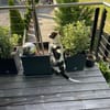 Mezzo -Traumhund auf Körbchensuche!