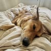 Foxy - liebe Hündin in 33647 Bielefeld