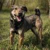 Walley-Traumhund sucht Traum Zuhause