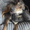 Walley-Traumhund sucht Traum Zuhause