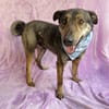 Walley-Traumhund sucht Traum Zuhause