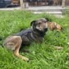 Walley-Traumhund sucht Traum Zuhause