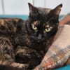 Liebevolle Katze Rebeca