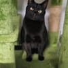 Hübsche, verträgliche Katze Daisy