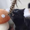 Hübsche, verträgliche Katze Daisy