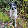 Tiger, auf der Suche nach dem Glück