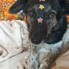 TOMMY sucht liebevolles Zuhause