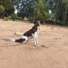 TOMMY sucht liebevolles Zuhause