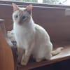 Lupita sucht als Einzelkatze mit Freigan