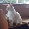 Lupita sucht als Einzelkatze mit Freigan