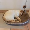 Lupita sucht als Einzelkatze mit Freigan