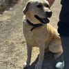Leon Labrador Mix