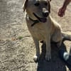 Leon Labrador Mix