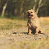 Han, unkomplizierter Kuschelhund, 6J